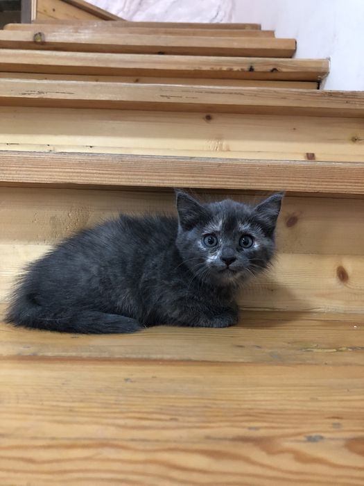 Продаются котята