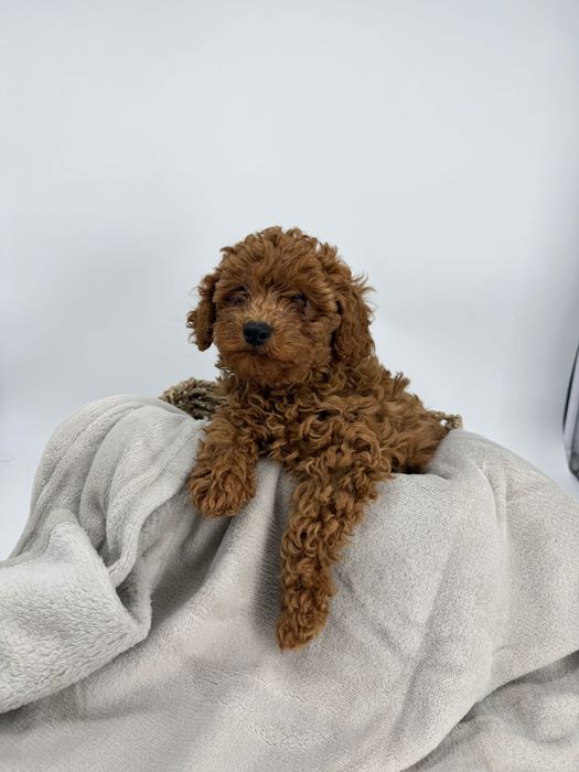 Пудел Мини-Той/ Poodle