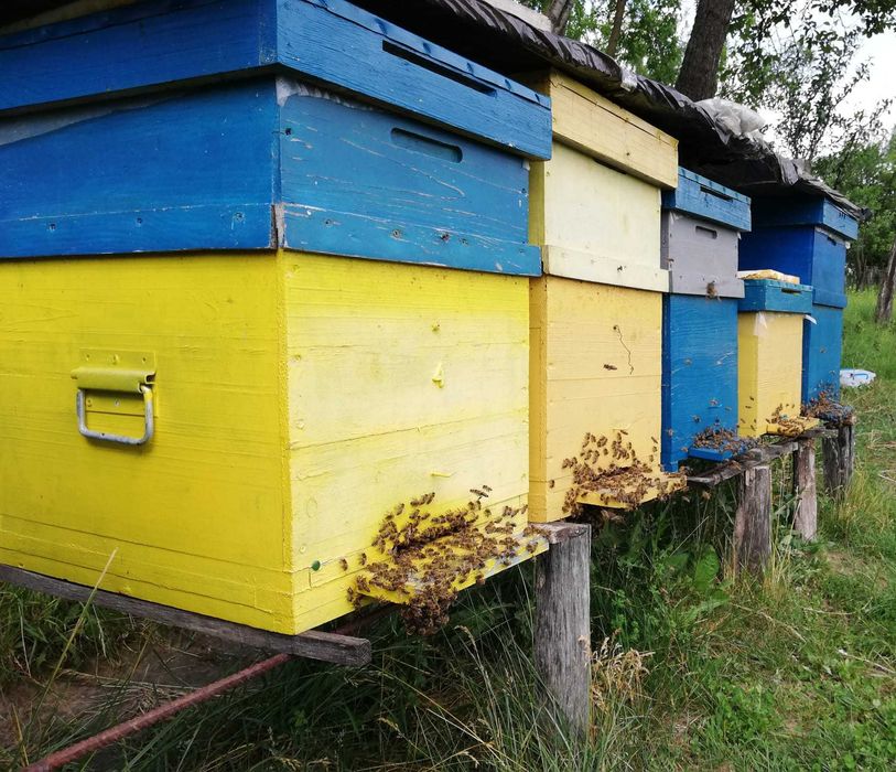Lazi cutii stupi roinite caturi rame - lichidare stupina