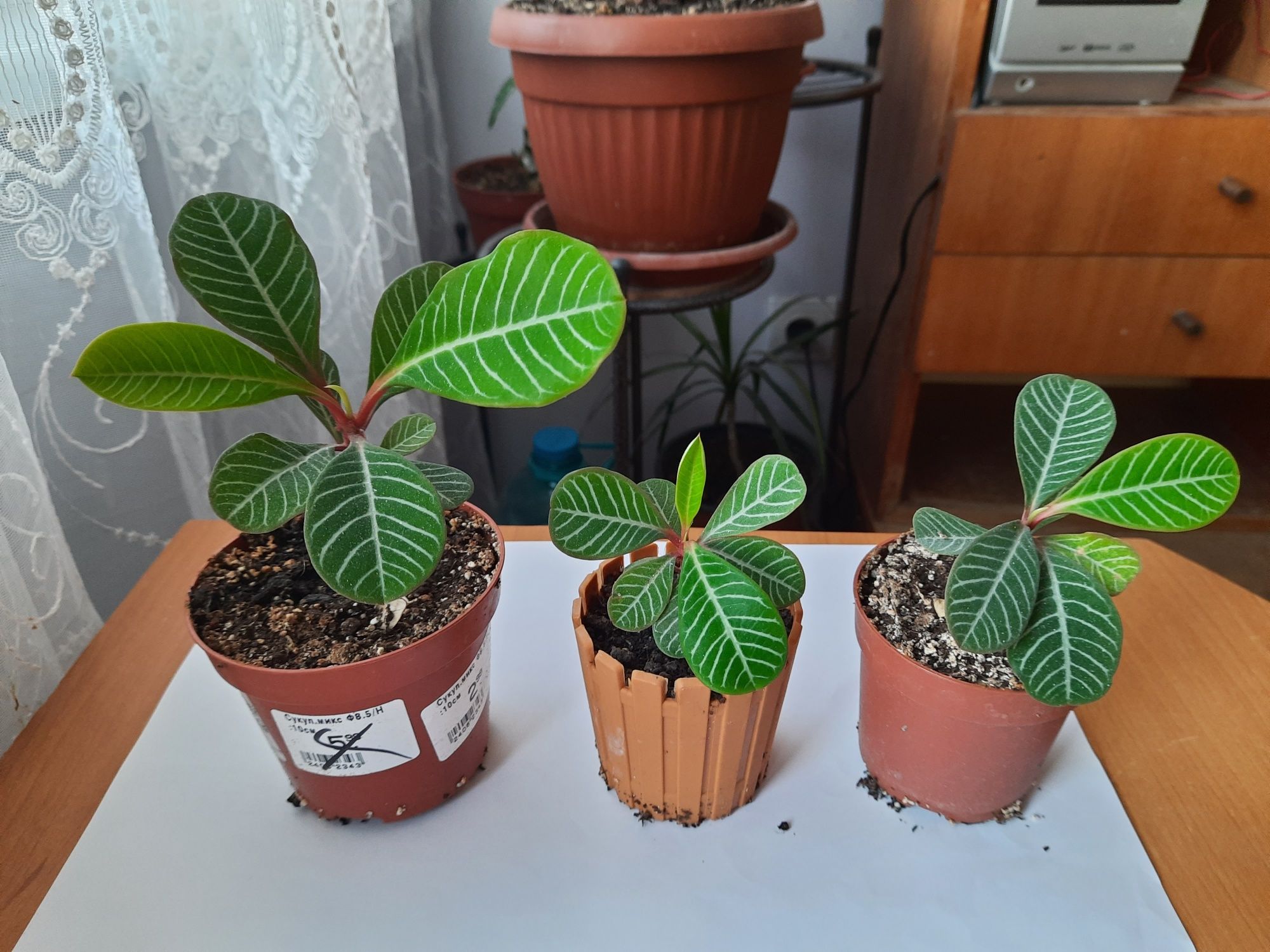 Плюеща палма /Euphorbia leuconeura
