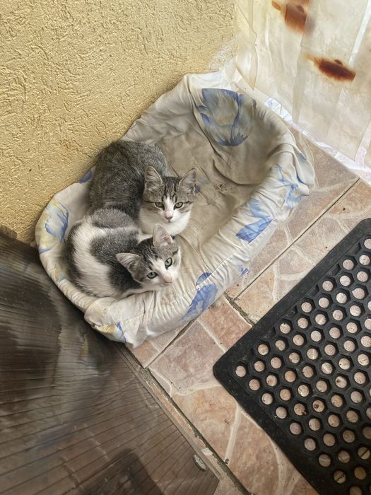 Подарявам котета