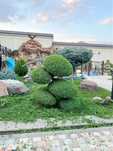 Archa kesish dekorativ daraxt shakil berish