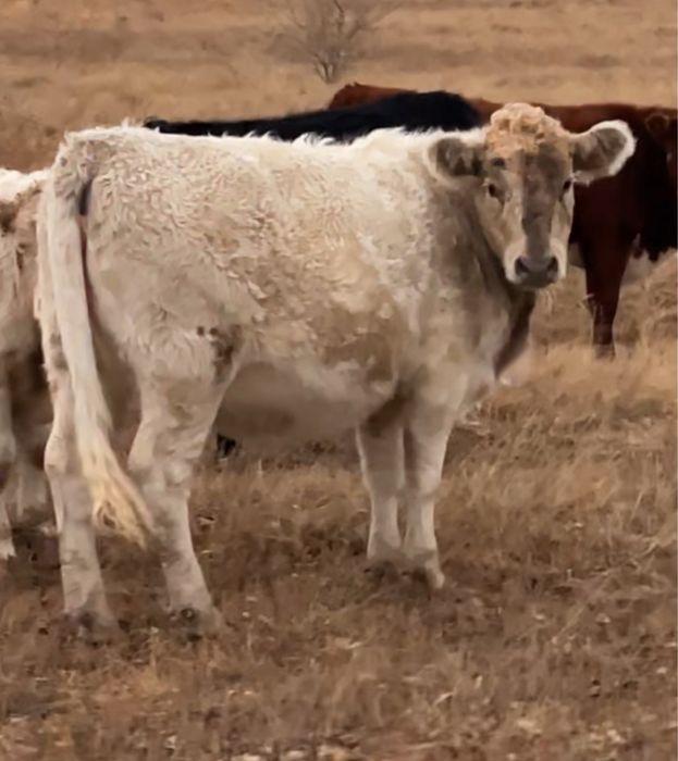 Продам корову и 2телок помеси аулиеколь