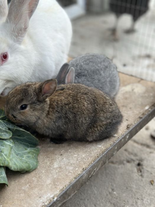 Quyonchalar sotiladi