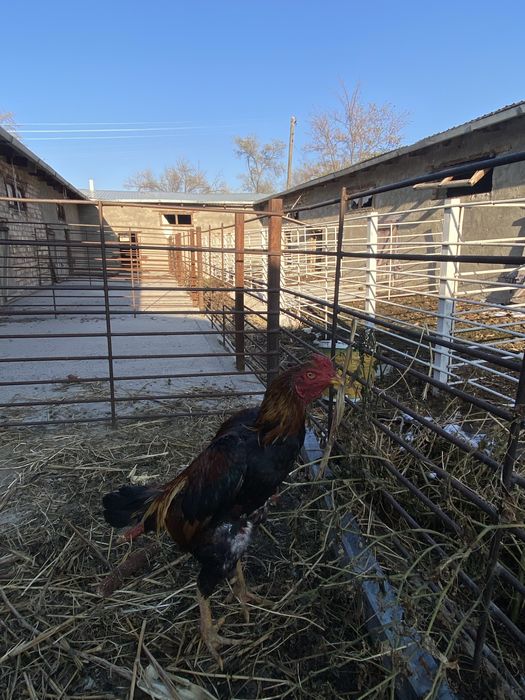 Проверкой можно  с любым  7 минут