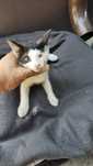 Dacă vrei sa faci un bine și iubești animalele adopa un pisoi