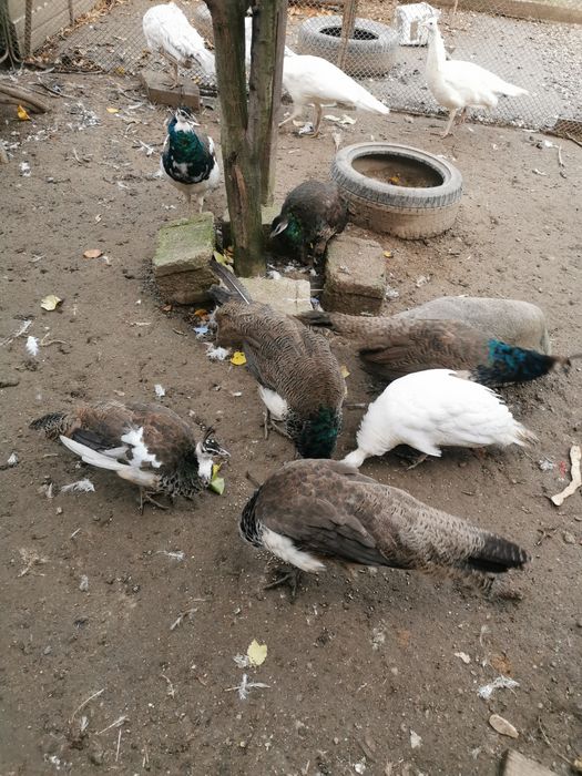 Păuni arlechin, comuni 2025