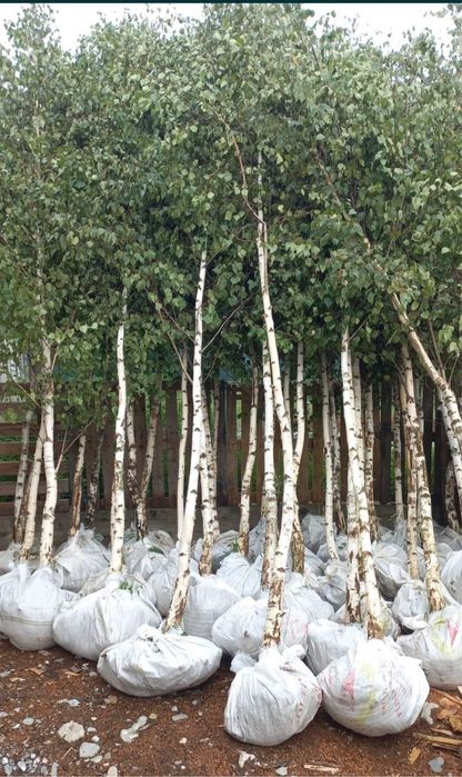 Copacii ornamentali 2m - 7m oriunde in tara mesteacan frasin tei artar