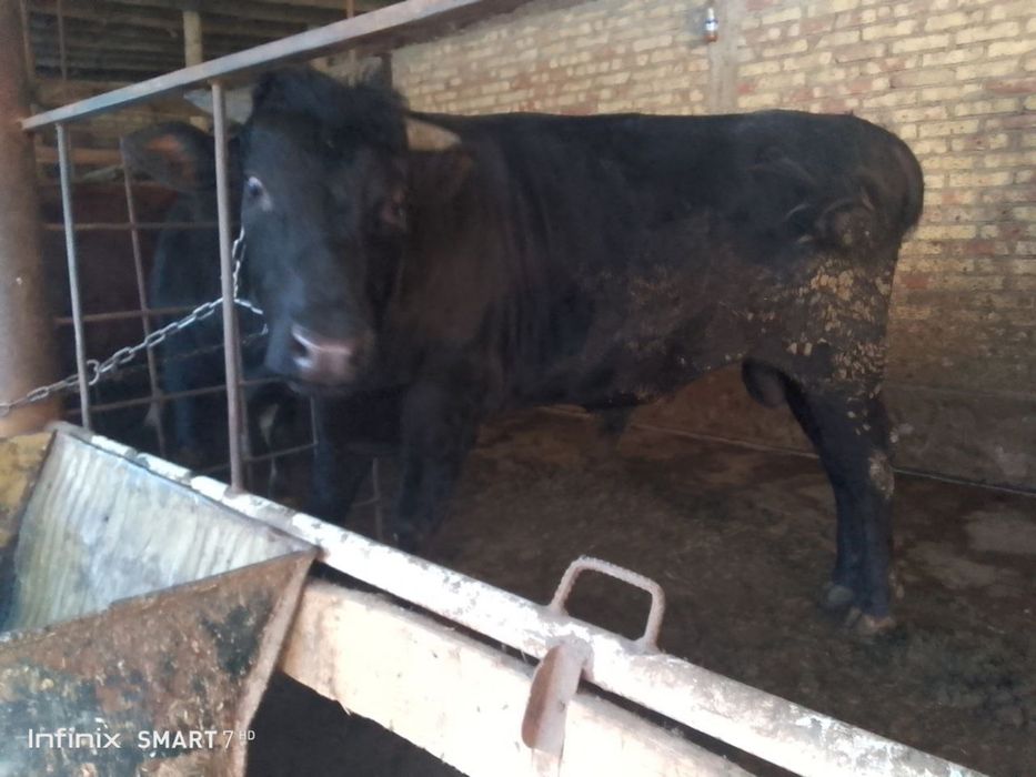 Semiz buqala boqilaykoni xam bo