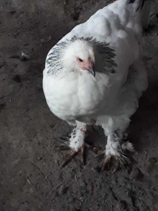 Куры БРАМА молодки