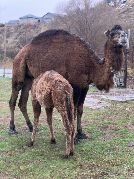 Верблюд Ару ана түйе  сатылады