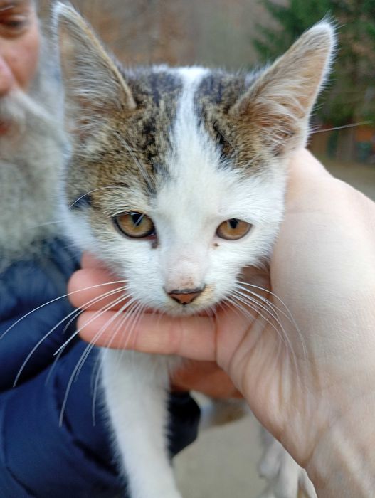 Pisicuțe spre adoptie