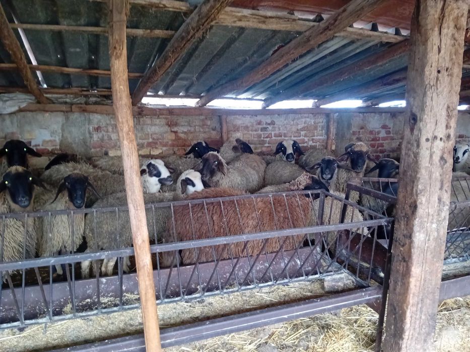 Продавам агнета и кочове