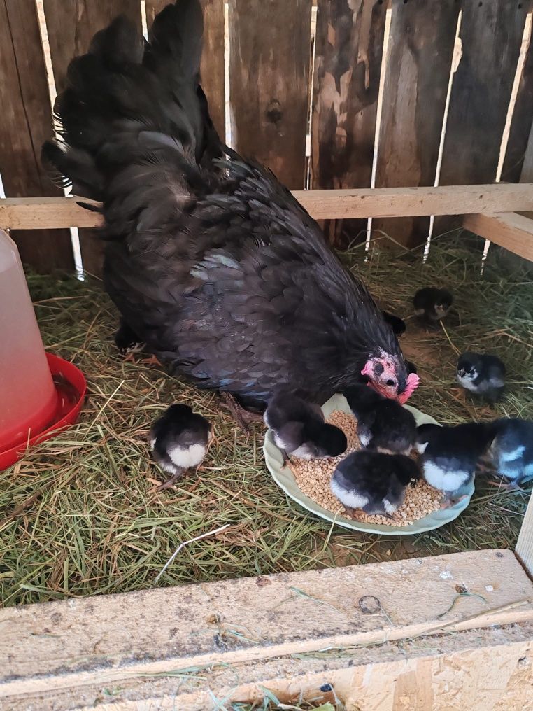 Găină Australorp cu 13 pui