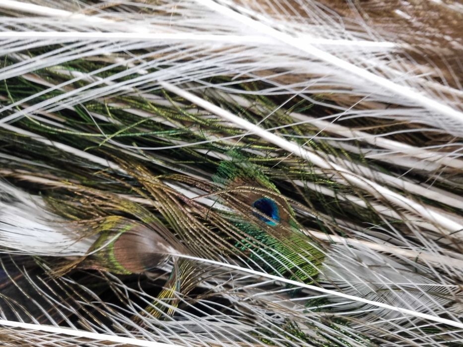 Pene pauni diferite culori