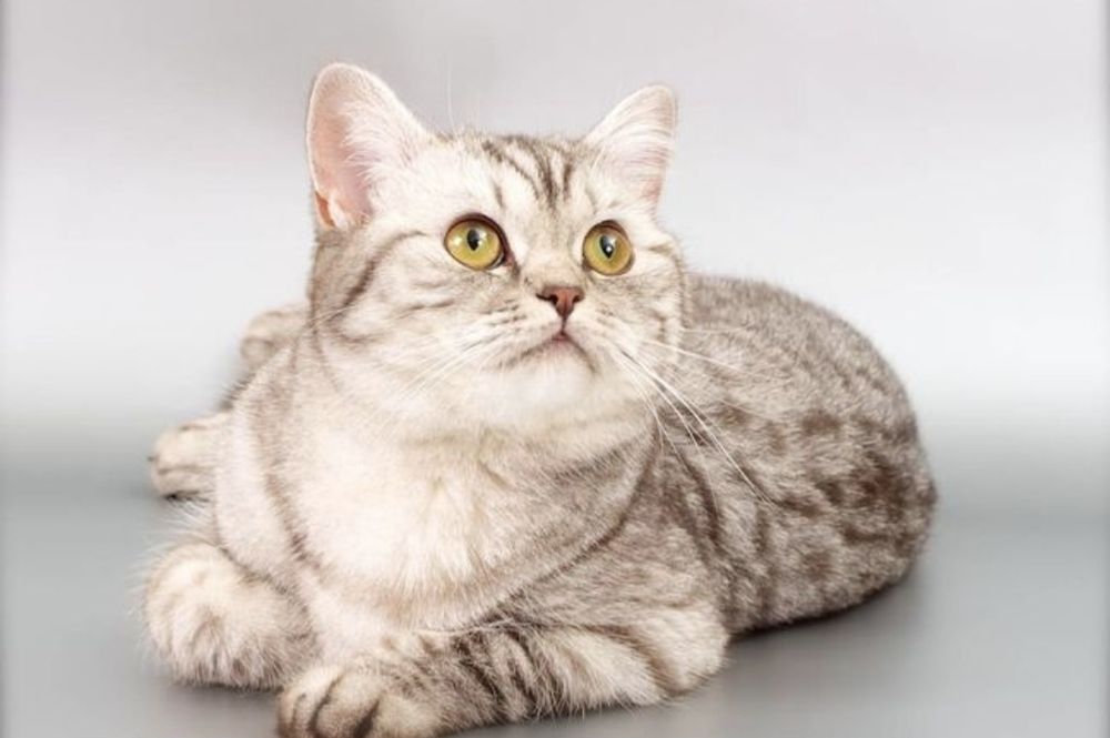 Кошка потеряшка( стерилизованна). Хозяин найтись.