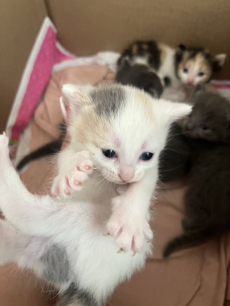 Котят в добрые руки бесплатно