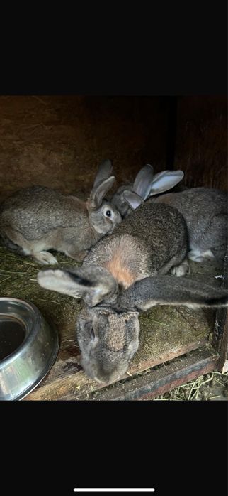 De vanzare iepuri 6 luni