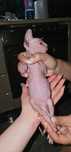 Sphynx/ sfinx/ sfynx