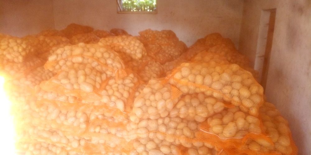 Cartofi Belaroza -carrera