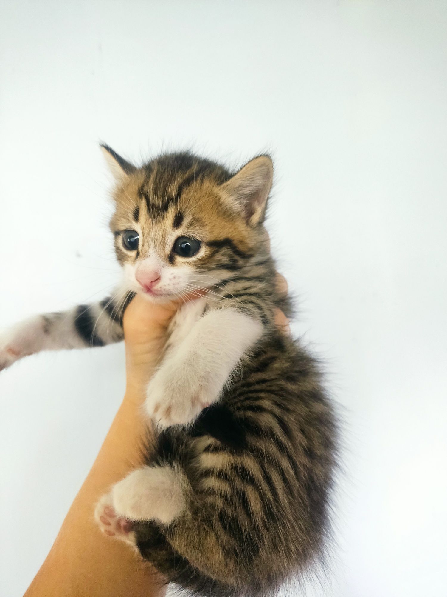 Маленькие котята