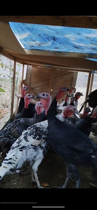 курка сотилади Тошкент