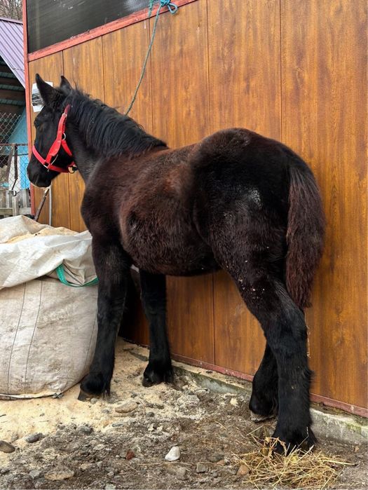 Mânze de vanzare pret bun!