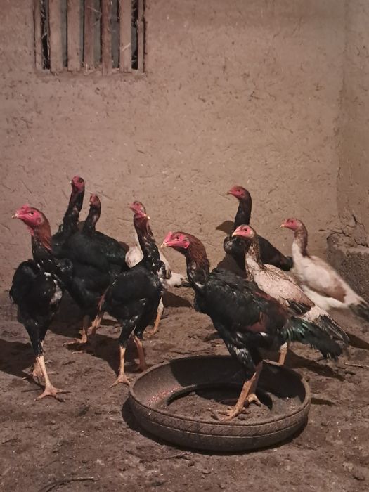 Дакан хўрозлар зоти яхши