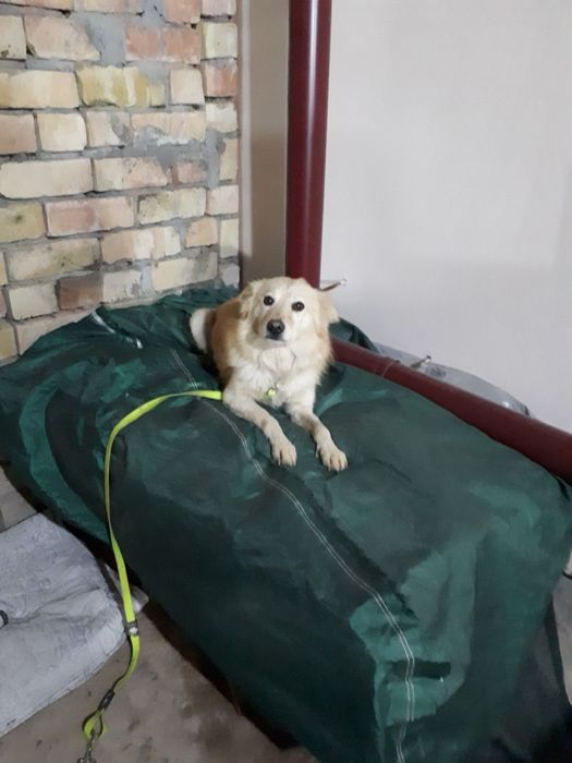 Доброму мальчишке нужен добрый хозяин!