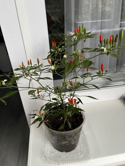 Продам перец декоративный в горшках