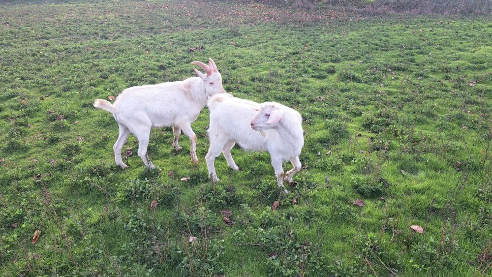 Мъжки ярета за разплод