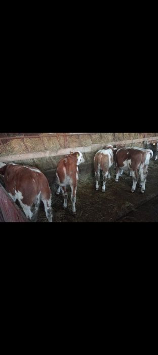 Vând viței crescuți bio!!!