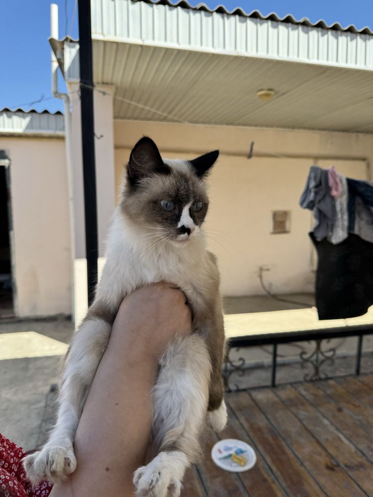 Кошка Пародо Регдолл