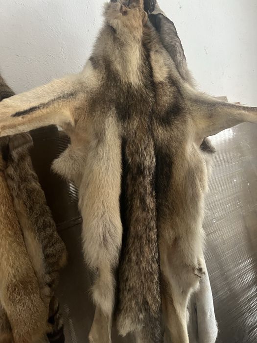 Blana tabacita lup,pisica salbatica