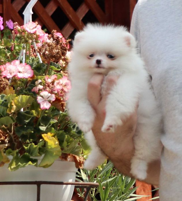Pomeranian alb cu pedigree FCI