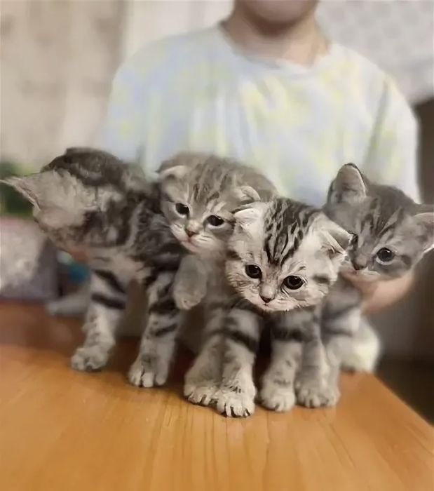 Шотландские котята