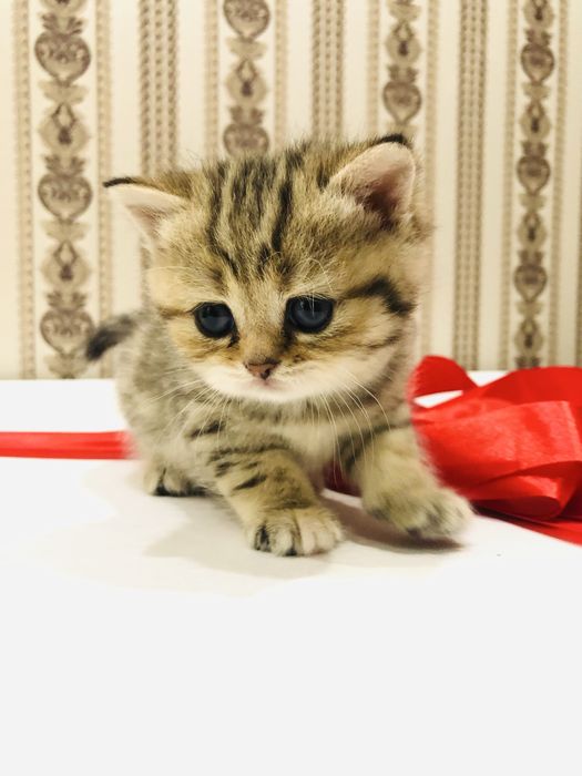 Британские котята шиншиллы