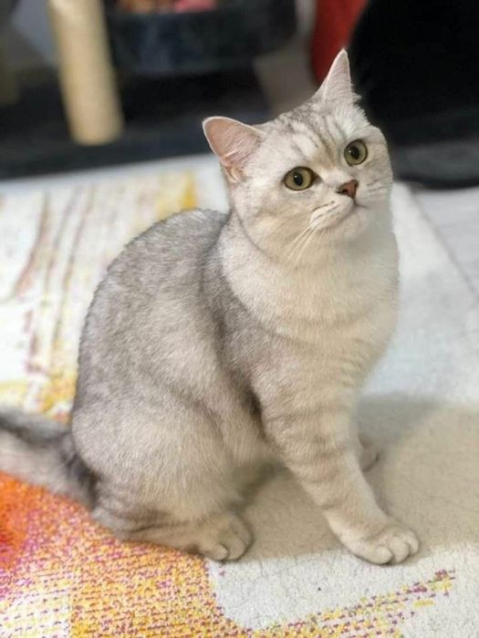 British Shorthair Chincilla Silver Mascul