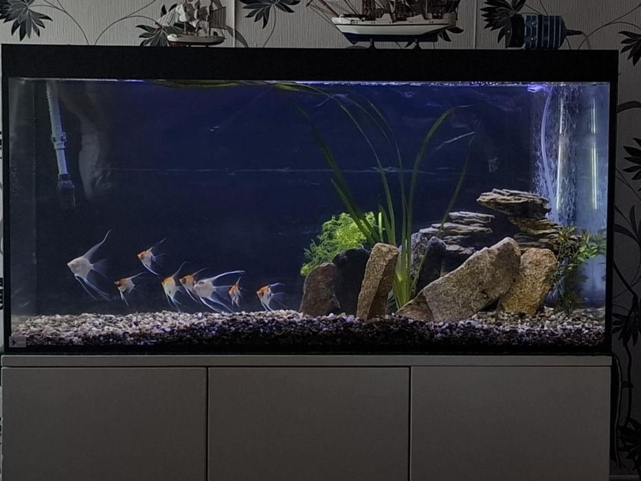 Acvariu pești, complect echipat