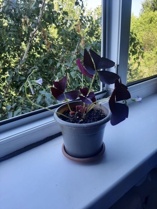 Продам кислицу, бабочки