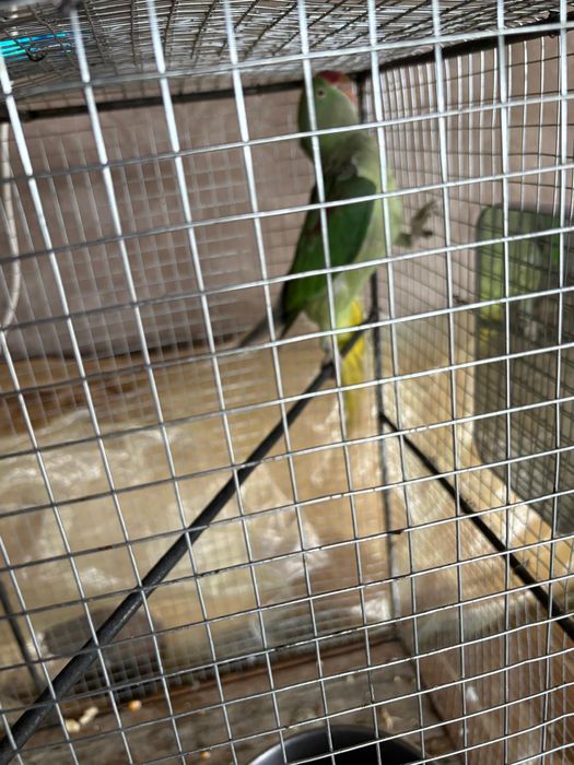 Marele Papagal Alexander