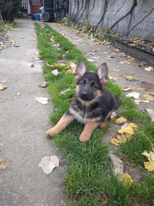 Femela ciobanesc german