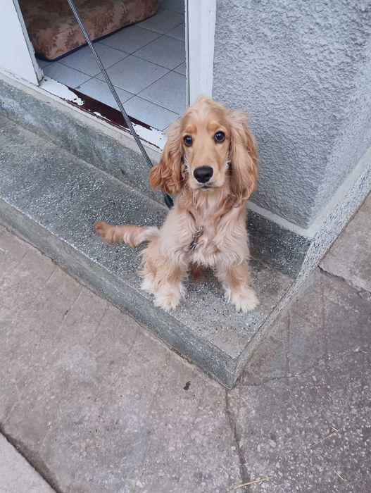 Продавам Кокер Шпаньол