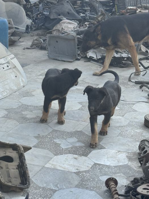 toza qonli nemiz afcharkasi sotiladi 3 oylik sogʻlom