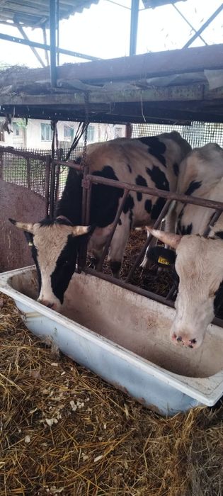 Vând  tauri. Crescuți natural