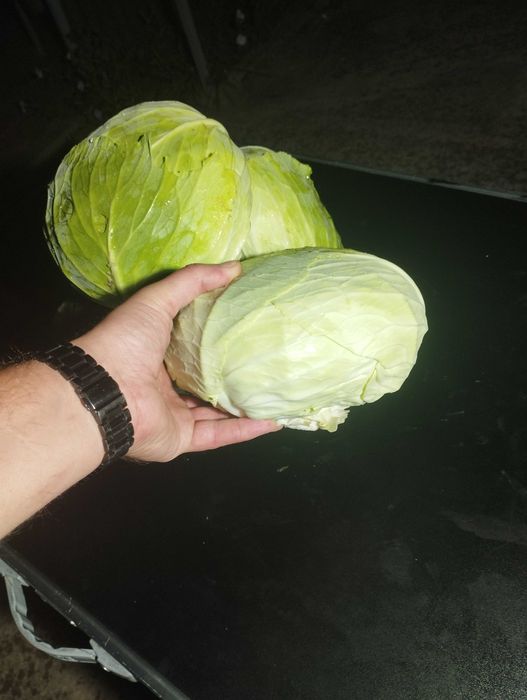 Varză plată de toamnă