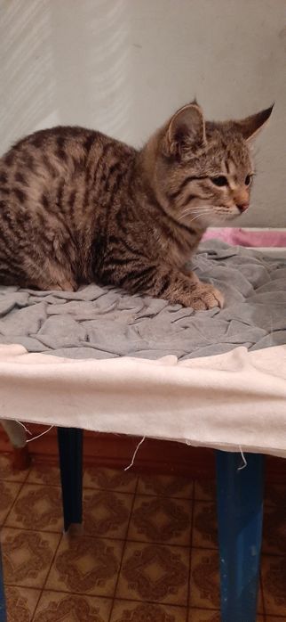 Котята мальчики полосатый,белый.