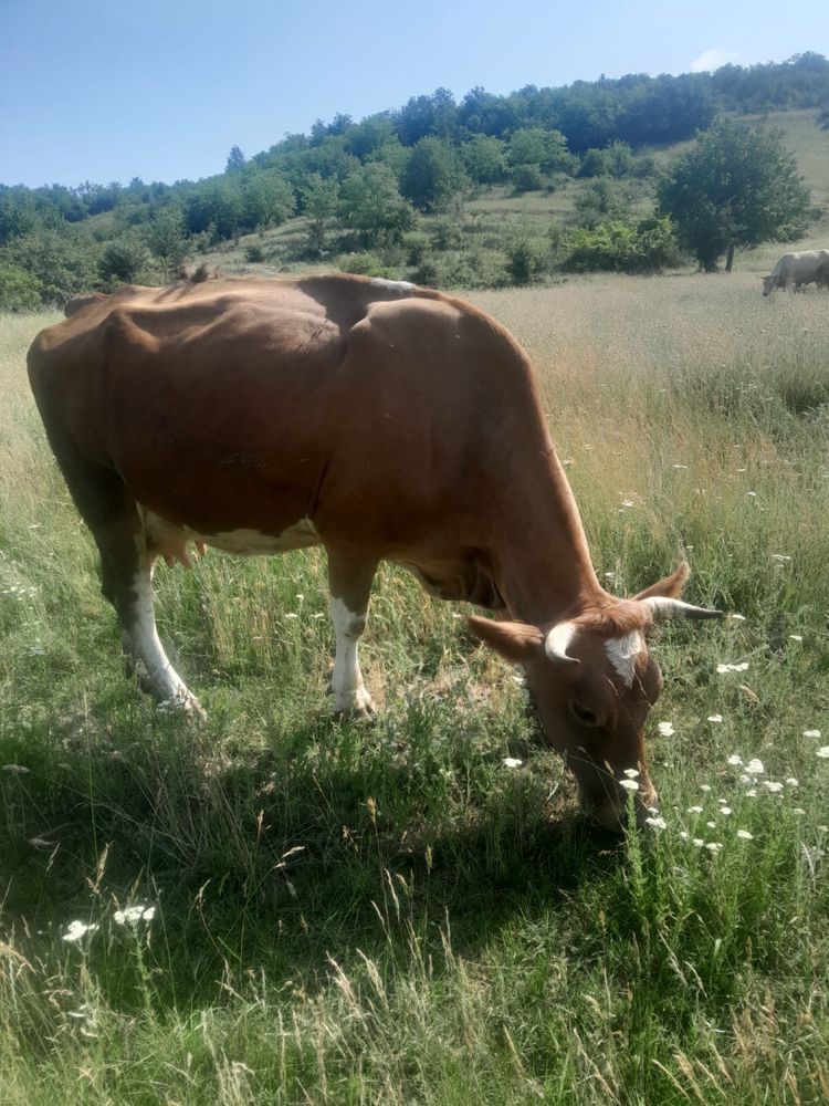 Vaci si vitei vaca de lapte