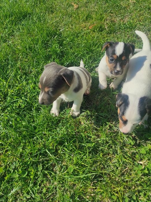 Продавам Джак Ръсел териер  200лв