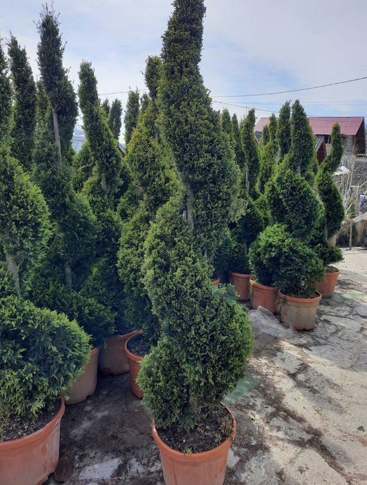 Amenajari gradini cu plante de toate speciile